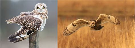 13 Owl Species That Live In Europe 2023 Bird Watching Hq