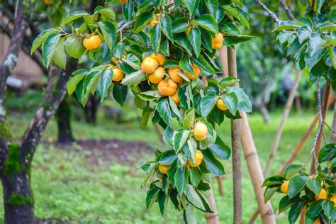 Persimmon Tree Planted Kellogg Garden Organics