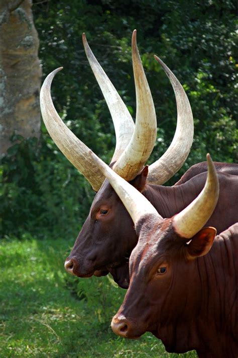 17 Best images about Watusi cattle on Pinterest