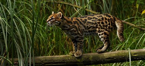 The clouded tiger cat is a newly named cat species and it may be ...