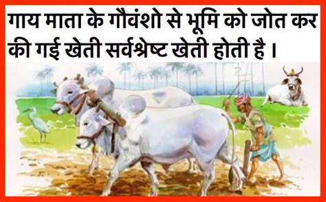 गौ स्लोगन गौ माता स्टेटस आओ गाय से प्रेम करे