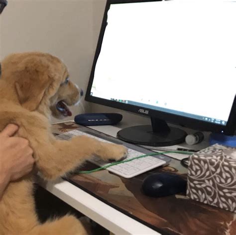 Dog looking at laptop screen : r/MemeTemplatesOfficial