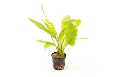 Echinodorus Cordofolius Marble In 5 Cm Pot Junai Nl