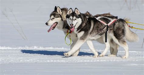 Husky Schlittenfahrten, Husky Wanderungen & Abenteuer mit Huskys