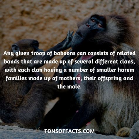 25 Interesting And Fun Facts About Baboons Tons Of Facts