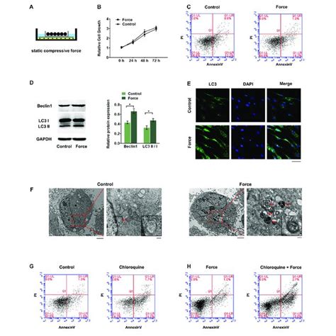 Compressive Force Regulated Aktfoxo3 Pathway And Fer1l4 Partially