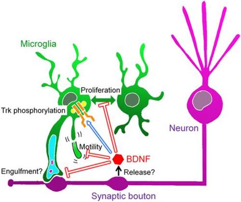 Glia X Mol