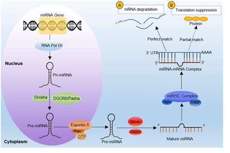 Biogenesis And Functions Of Mirnas Das Et Al 2018 Mirnas Are