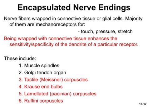 Ch 16 Sense Organs PPT