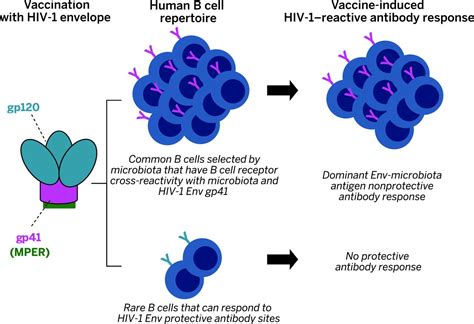 Diversion Of Hiv 1 Vaccineinduced Immunity By Gp41 Microbiota Cross