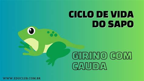 Ciclo De Vida Do Sapo