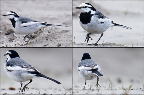 White Wagtail In China Shanghai Birding 上海观鸟