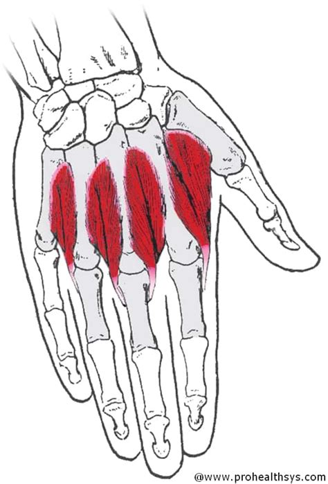 Elbow Wrist Hand Muscle Testing Prohealthsys