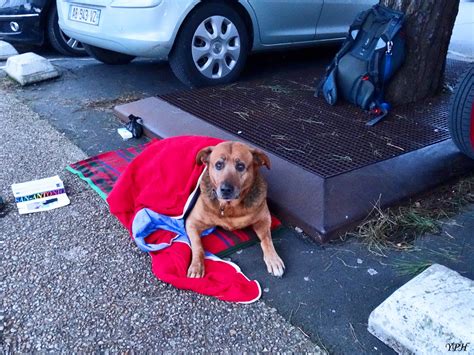 Le Chien Attend Son Ma Tre Phelippot Yves Photographe La Rochelle