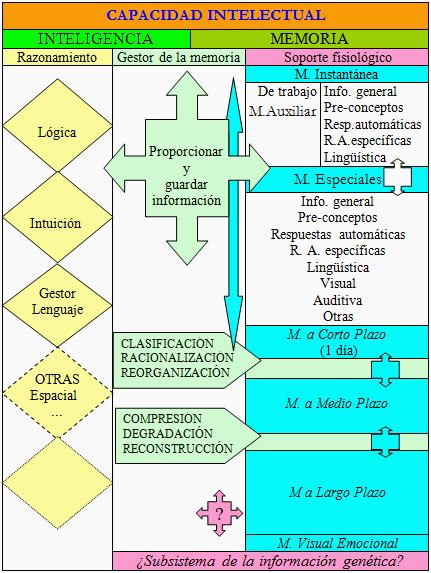 Funciones Cognitivas Del Cerebro Humano