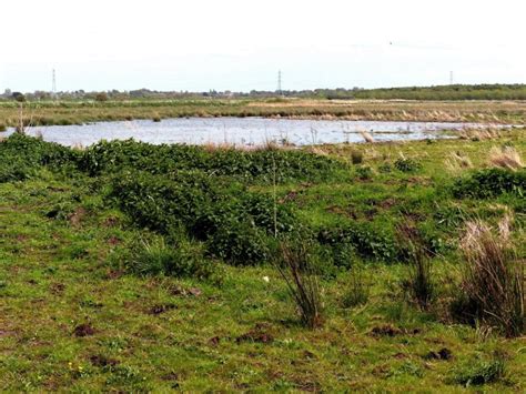 Lunt Meadows - update on the Mesolithic site • Historic Liverpool