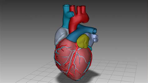 Heart Anatomy 3D Model $199 - .ma .lwo .3ds .3dm .obj .max .unknown ...