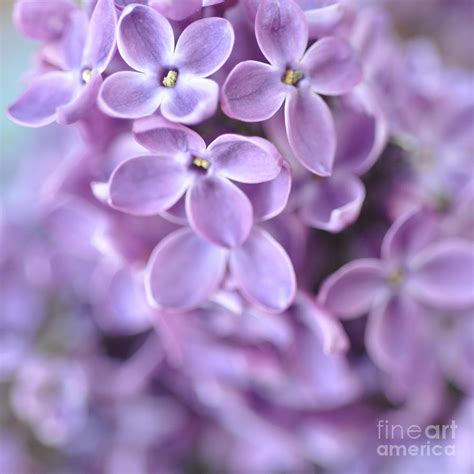 Pastel Lilacs Photograph By Lisa Argyropoulos Fine Art America