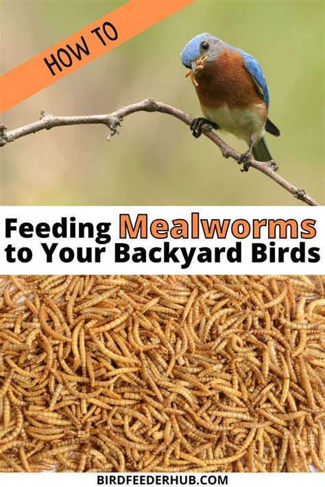 Feeding Mealworms To Backyard Birds