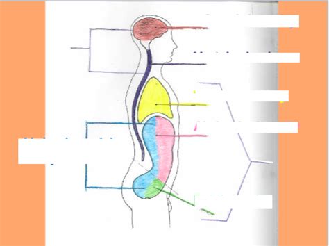 Body Cavities Diagram Quizlet