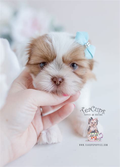 Gorgeous Little Shih Tzu Puppies for Sale | Teacup Puppies & Boutique