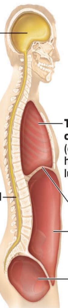 Cavities Lateral Diagram | Quizlet