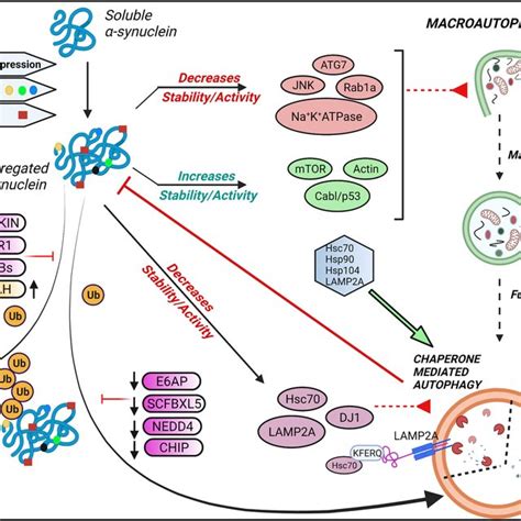 Aggregated α synuclein impairs autophagy and proteasomal degradation