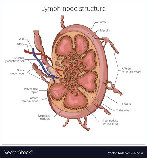 Lymph node structure medical educational Vector Image