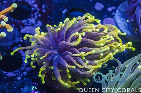 Dragon Soul Torch - (WYSIWYG) | Queen City Corals