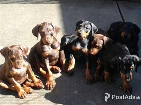 Doberman Pinschers Puppies For Sale Kod Resedko297 PostAds Ph