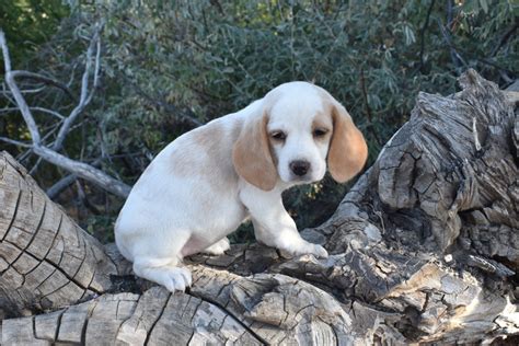 Lemon Beagle Puppies for Sale! » Jacobson Kennel