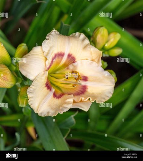 Siloam Baby Talk Daylily Daglilja Hemerocallis Stock Photo Alamy