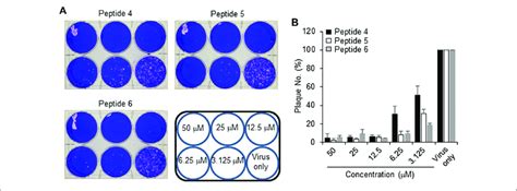 | Effect of inhibitor peptides on MERS-CoV infection. MERS-CoV was ... 