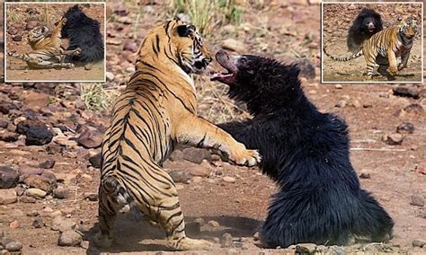 Bear Vs Tiger fight is f-ing 🔥 : r/NatureIsFuckingLit