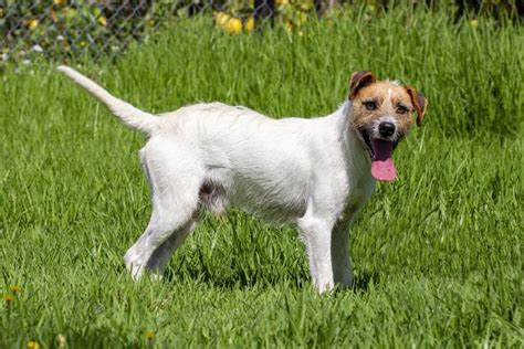Murphy is Geadopteerd - Stichting Zilver