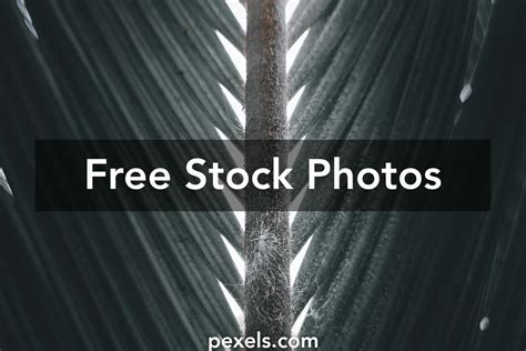 Palm Tree Pattern Background Photos, Download The BEST Free Palm Tree ...