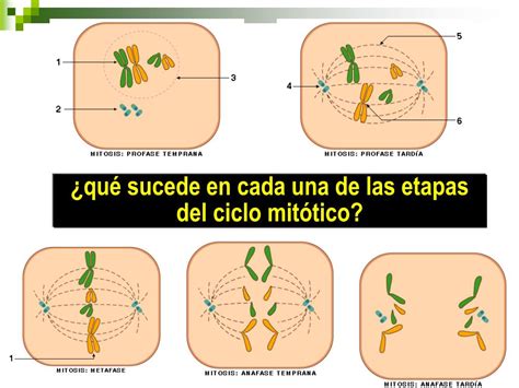 PPT Reproducción Celular Continuidad de la vida PowerPoint