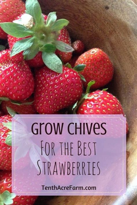 Grow Chives for the Best Strawberries