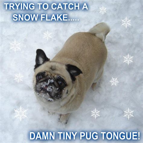 Pug Catching Snow Flakes - funny pugs Photo (33700956) - Fanpop