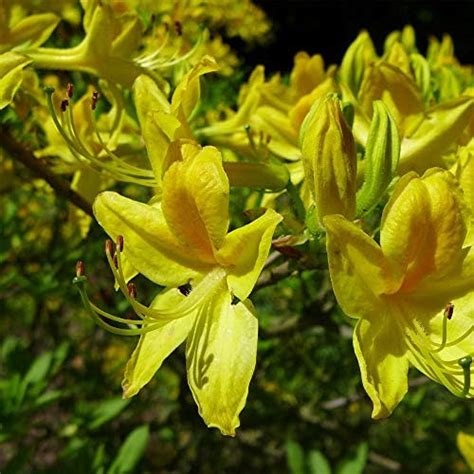 Thompson Morgan Hardy Perennial Rhododendron Luteum Flowering Dwarf