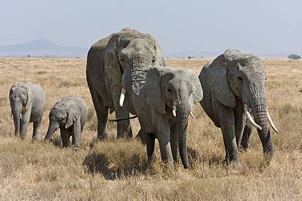 Wikipedia Picture Peer Review African Bush Elephant Wikipedia