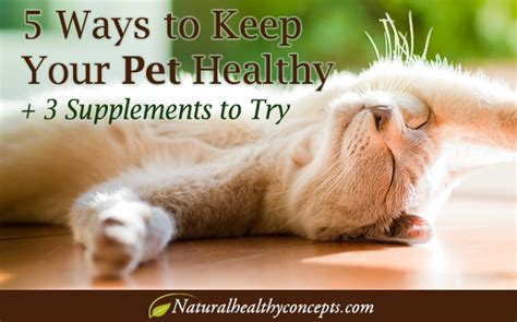 5 Ways To Keep Your Pet Healthy And 3 Supplements To Give Them Healthy