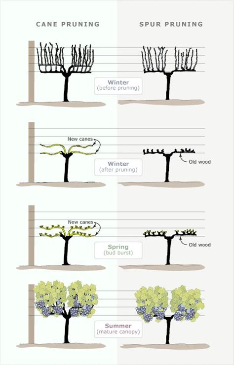 Pruning Grapes | Grape plant, Grape vine pruning, Vegetable garden design