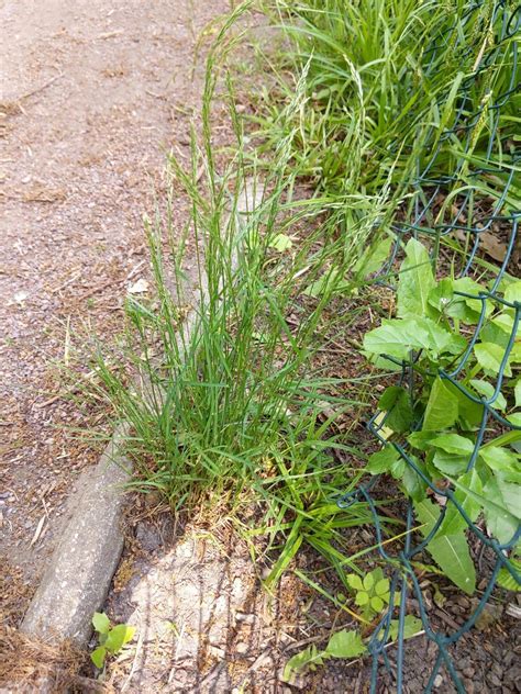 Dreizahn Dein Garten Kologisch Pflegeleicht