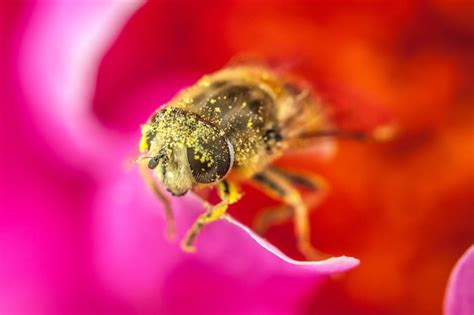 Premium Photo Honey Bee Covered With Yellow Pollen Drink Nectar