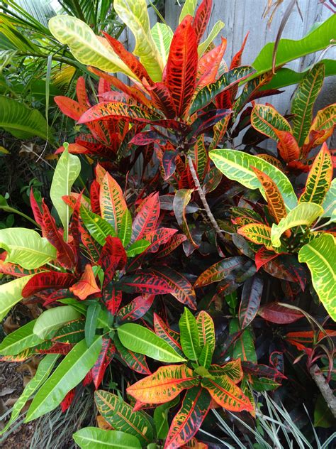 Tropical Plant With Coloured Foliage Leaves Croton Jardinagem Jardim Paisagismo