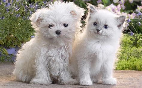 Are Maltese Dogs Good with Cats? The Purr-fect Friendship!