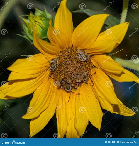 Sunflower Pollination By Bees In The Field Stock Image Image Of