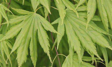 Acer Palmatum Matsuyoi Dwarf Japanese Maple Kigi Nursery