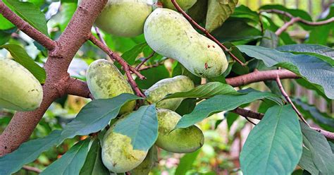 Pictures Of Paw Paw Trees And Fruit Picturemeta